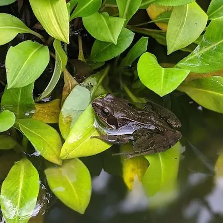 Secluded Private Hot-tub, Sauna & Fire-pit Сasa de vacaciones *