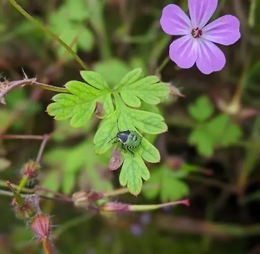 Secluded Private Hot-tub, Sauna & Fire-pit *