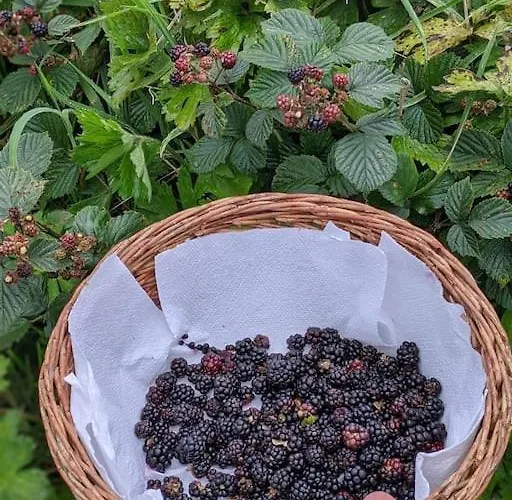 Secluded Private Hot-tub, Sauna & Fire-pit * Carrick on Shannon