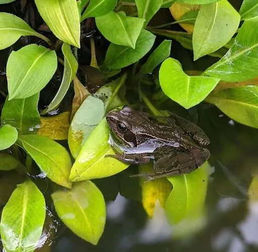 Secluded Private Hot-tub, Sauna & Fire-pit Holiday home *